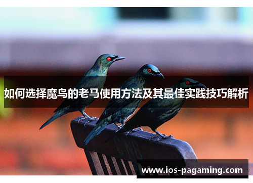如何选择魔鸟的老马使用方法及其最佳实践技巧解析 如何选择魔鸟的老马使用方法及其最佳实践技巧解析